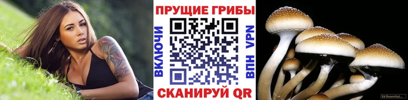 МЕГА ссылка  Канск  Псилоцибиновые грибы Psilocybe 